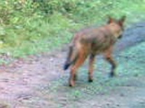 Coyote082509_0601hrs